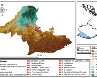 From the Loxicha Region