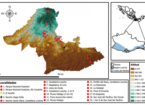From the Loxicha Region