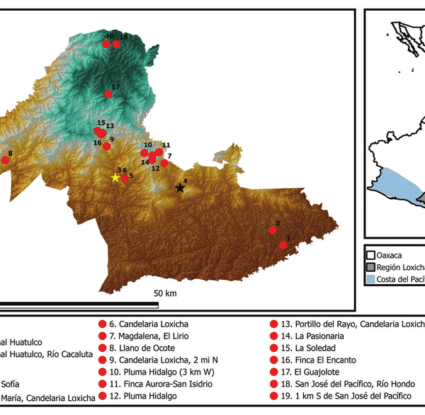 From the Loxicha Region