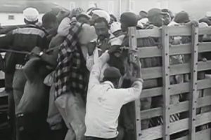 This Thanksgiving, take action to end the harvest of shame in the fields