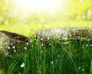 Dekorer ditt utendørs partytelt for enhver anledning